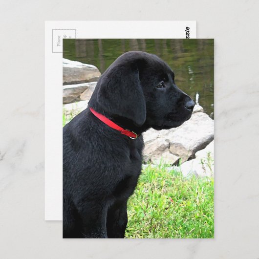 Little Red Collar - Black Lab Puppy - Labrador Postkarte (Vorne/Hinten)
