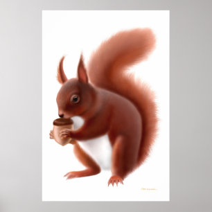 Little Red Squirrel Print Poster