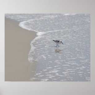 Little Sand Piper Poster