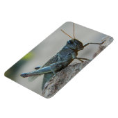 Little Sandy Grasshopper Magnet (Linke Seite)