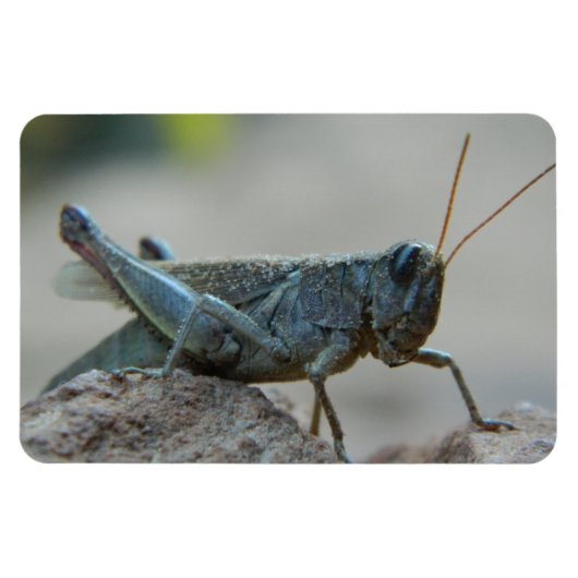 Little Sandy Grasshopper Magnet (Horizontal)