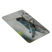 Little Sandy Grasshopper Magnet (Rechte Seite)
