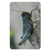 Little Sandy Grasshopper Magnet (Vertikal)
