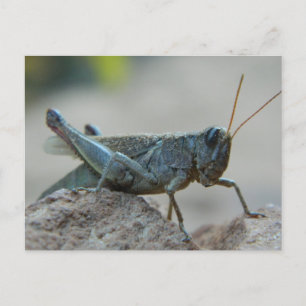 Little Sandy Grasshopper Postkarte
