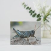 Little Sandy Grasshopper Postkarte (Stehend Vorderseite)
