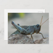 Little Sandy Grasshopper Postkarte (Vorne/Hinten)