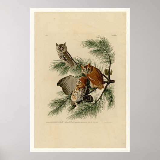 Little Screech Owl Poster (Vorne)