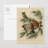 Little Screech Owl Postkarte (Vorne/Hinten)