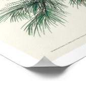 Little Screech Owl von Audubon Poster (Ecke)