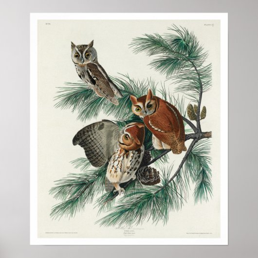 Little Screech Owl von Audubon Poster (Vorne)