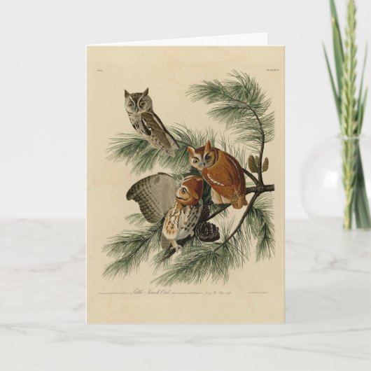 Little Screech Owl von Audubons Vögeln in Amerika Karte (Vorderseite)