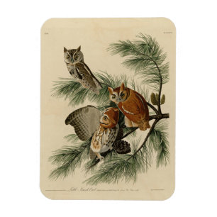 Little Screech Owl von Audubons Vögeln in Amerika Magnet