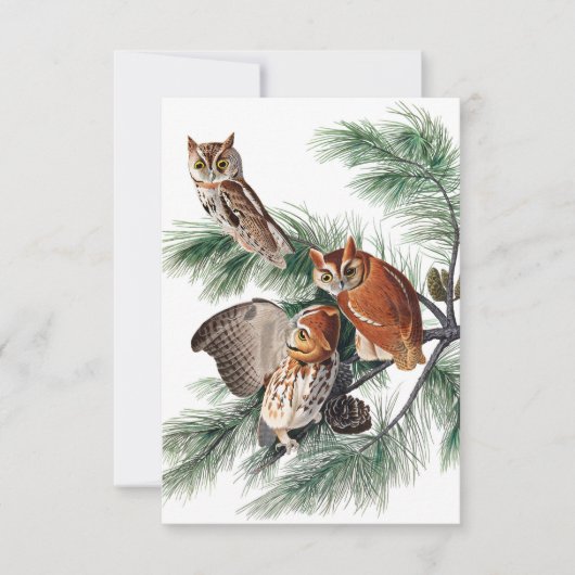 Little Screech Owl von John James Audubon Dankeskarte (Vorderseite)