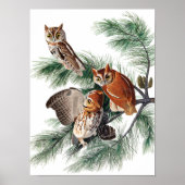 Little Screech Owl von John James Audubon Poster (Vorne)