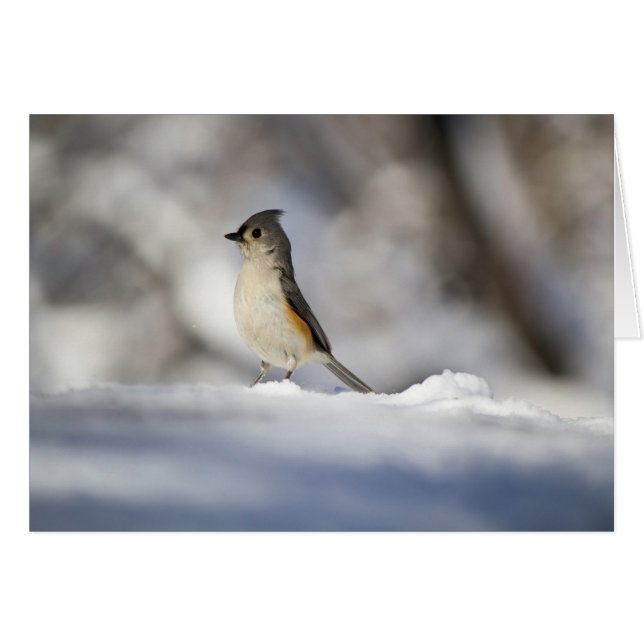 Little Snow Bird (Vorderseite (Horizontal))
