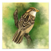 Little Sparrow Foto Print (Vorne)