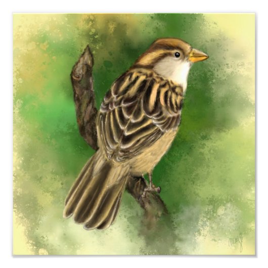 Little Sparrow Foto Print (Vorne)