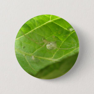 Little Spider Button