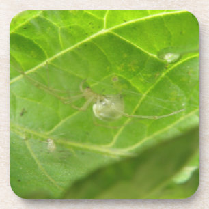Little Spider Cork Untersetzer