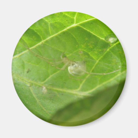 Little Spider Magnet (Vorne)