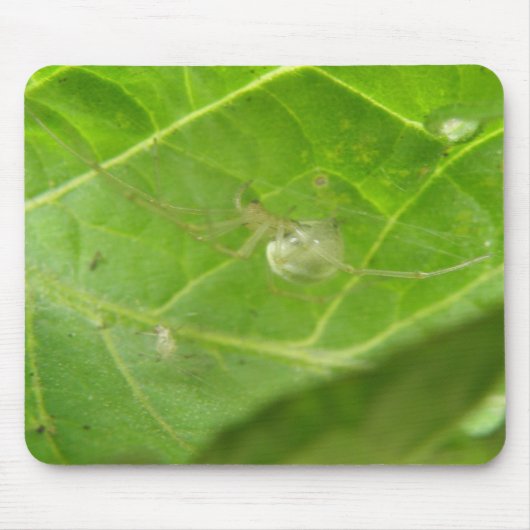 Little Spider Mousepad (Vorne)