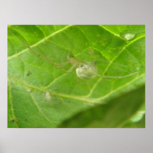 Little Spider Print Poster