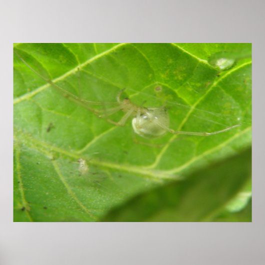 Little Spider Print Poster (Vorne)