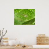 Little Spider Print Poster (Küche)