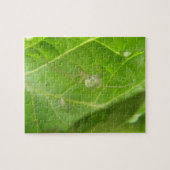 Little Spider Puzzle (Horizontal)