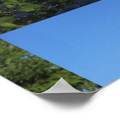 Little Squam Lake Blue Poster (Ecke)