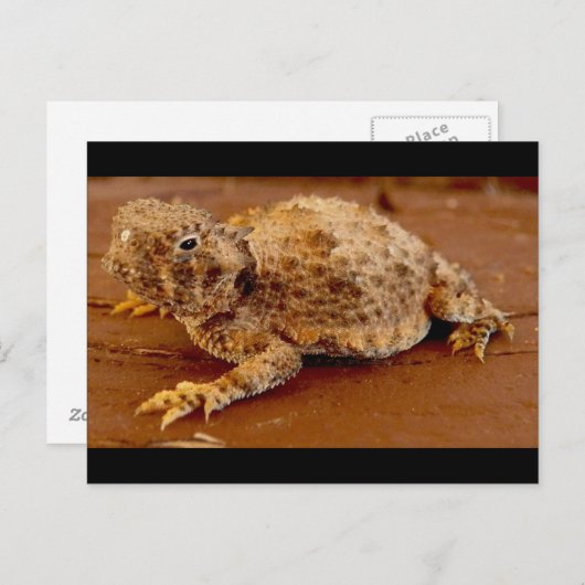 Little Squirt... Horned Toad.. Postkarte (Vorne/Hinten)