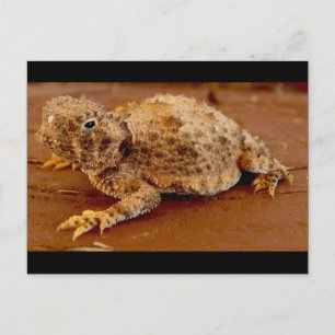 Little Squirt... Horned Toad.. Postkarte