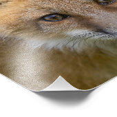 Little Süsse Fox Portrait Fotodruck (Ecke)