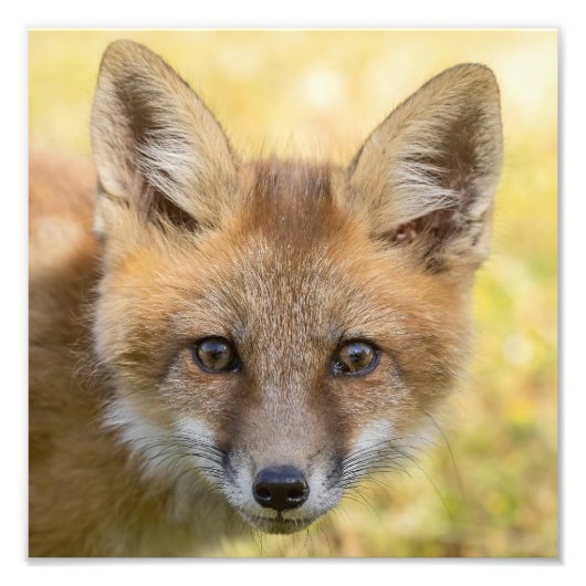 Little Süsse Fox Portrait Fotodruck (Vorne)