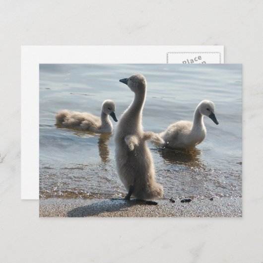 Little Swans Postcard Postkarte (Vorne/Hinten)