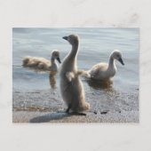 Little Swans Postcard Postkarte (Vorderseite)