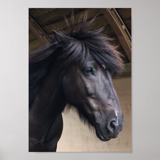 Little Viking Horse - Noble Head Poster (Vorne)