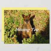 Little Wallaby (Vorne/Hinten)