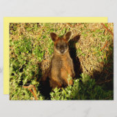 Little Wallaby (Vorne/Hinten)