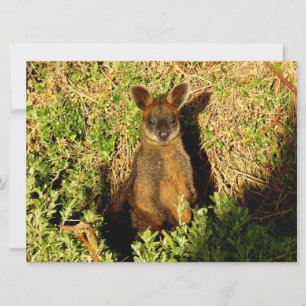 Little Wallaby