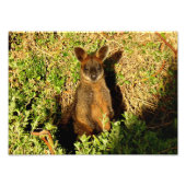Little Wallaby Fotodruck (Vorne)