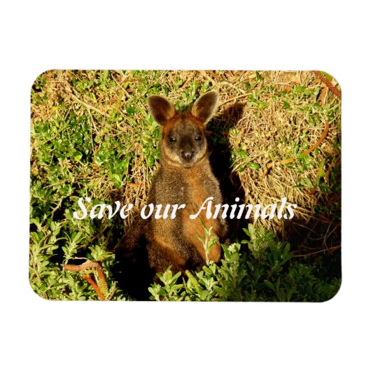 Little Wallaby Magnet (Horizontal)