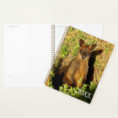 Little Wallaby Planer (Anzeige)