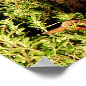 Little Wallaby Poster (Ecke)