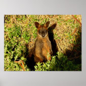 Little Wallaby Poster (Vorne)