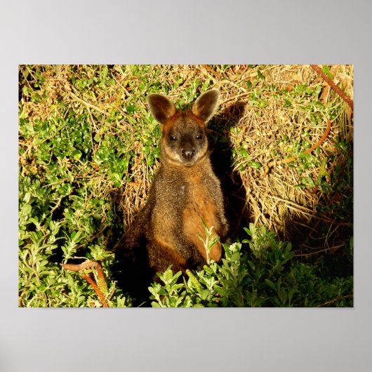 Little Wallaby Poster (Vorne)