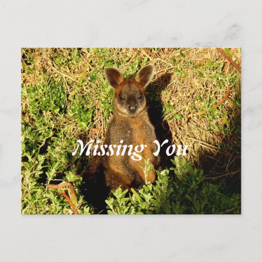 Little Wallaby Postkarte (Vorderseite)