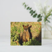 Little Wallaby Postkarte (Stehend Vorderseite)