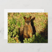 Little Wallaby Postkarte (Vorne/Hinten)
