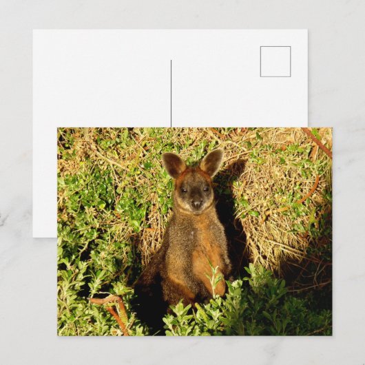 Little Wallaby Postkarte (Vorne/Hinten)